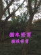 修剪樹木