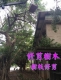 台中修剪樹木枝,台中樹木修剪公司
