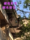  修剪樹木
