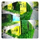 植物綠牆