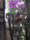台中修剪樹木枝,台中樹木修剪公司